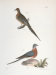 166. The Carolina Turtle Dove (Ectopistes carolinensis). 167. Ther Wild Pigeon (Ectopistes migratoria).