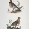 168. The American Quail (Ortyx virginiana). 169. Ditto, female.