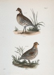 168. The American Quail (Ortyx virginiana). 169. Ditto, female.