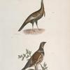 172. The Wild Turkey (Meleagris gallopavo). 173. The Spruce Grouse (Tetrao canadensis).