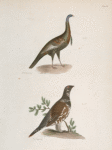 172. The Wild Turkey (Meleagris gallopavo). 173. The Spruce Grouse (Tetrao canadensis).