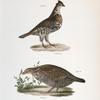 174. The Common Partridge (Tetrao umbellus). 175. The Pinnated Grouse (Tetrao cupido).