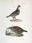 174. The Common Partridge (Tetrao umbellus). 175. The Pinnated Grouse (Tetrao cupido).