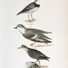176. Wilson's Plover (Charadrius wilsonius). 177. The Piping Plover (Charadriusmelodus). 178. The Golden Plover (Charadrius virginiacus).