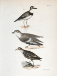 176. Wilson's Plover (Charadrius wilsonius). 177. The Piping Plover (Charadriusmelodus). 178. The Golden Plover (Charadrius virginiacus).