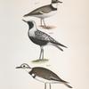 179. The American Ring Plover (Charadrius semipalmatus). 180. The Black-breasted Snipe (Charadrius helveticus). 181. The Kildeer (Charadrius vociferus).