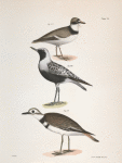 179. The American Ring Plover (Charadrius semipalmatus). 180. The Black-breasted Snipe (Charadrius helveticus). 181. The Kildeer (Charadrius vociferus).