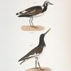 182. The Turnstone (Strepsilas  interpres). 183. The Mantled Oyster-catcher (Hæmatopus palliatus).