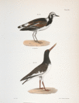 182. The Turnstone (Strepsilas  interpres). 183. The Mantled Oyster-catcher (Hæmatopus palliatus).