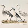 184. The Great Blue Heron (Ardea herodias). 185. The Black-crowned Night Heron (Ardea discors). 186. The Great White Heron (Ardea leuce).