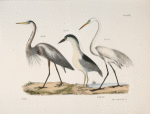 184. The Great Blue Heron (Ardea herodias). 185. The Black-crowned Night Heron (Ardea discors). 186. The Great White Heron (Ardea leuce).