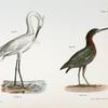 187. The White-crested Heron Ardea candidissima). 188. The Green Heron or Poke (Ardea virescens).