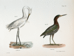 187. The White-crested Heron Ardea candidissima). 188. The Green Heron or Poke (Ardea virescens).