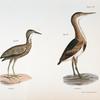 189. The American Bittern (Ardea minor). 190. The Small Bittern (Ardea exilis).