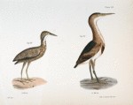 189. The American Bittern (Ardea minor). 190. The Small Bittern (Ardea exilis).