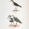 191. Schnitz's Sandpiper (Tringa schinzi). 192, a. & b. The Black-breasted Sandpiper (Tringa cinclus).