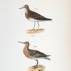 193. The Pectoral Sandpiper (Tringa pectoralis). 194. The Red-breasted Sandpiper (Tringa canutus).
