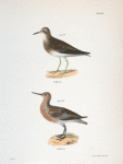 193. The Pectoral Sandpiper (Tringa pectoralis). 194. The Red-breasted Sandpiper (Tringa canutus).
