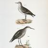 195. The Semipalmated Sandpiper (Heterepoda semipalmata). 196. The Long-legged Sandpiper (Hemipalma himantopus).