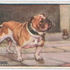 Bull Dog.