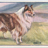 Collie.