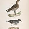 197. The Buff-breasted Sandpiper (Tringa rufescens). 198. The Purple Sandpiper (Tringa maritima).