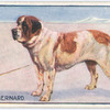 St. Bernard.