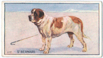 St. Bernard.