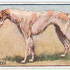 Borzoi.