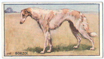 Borzoi.