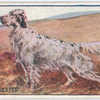 English Setter.