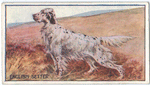 English Setter.