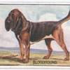 Bloodhound.