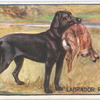 Labrador Retriever.