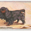 King Charles Spaniel.