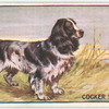 Cocker Spaniel.