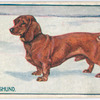 Dachshund.