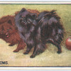 Poms.