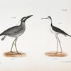 199. The Yellow-crowned Night Heron (Ardea violacea). 200. The Lawyer (Himantopus nigricollis).