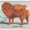 Chow Chow.