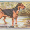 Airedale Terrier.