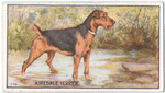 Airedale Terrier.