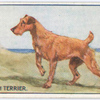 Irish Terrier.