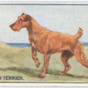 Irish Terrier.