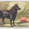 Schipperke.