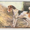 Wire Haired Fox Terrier.