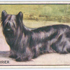 Skye Terrier.