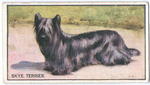 Skye Terrier.