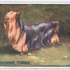 Yorkshire Terrier.