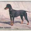 Black & Tan Terrier.